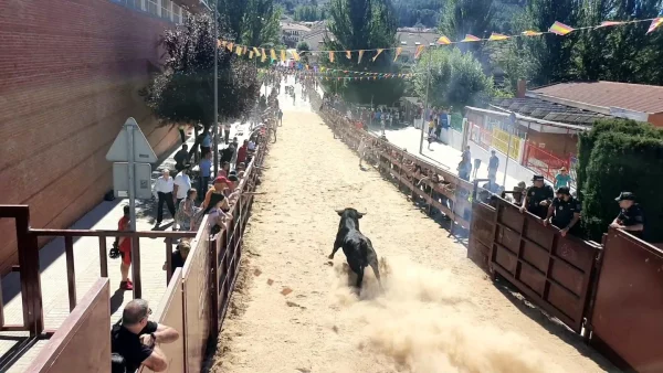 encierro reses encierro reses