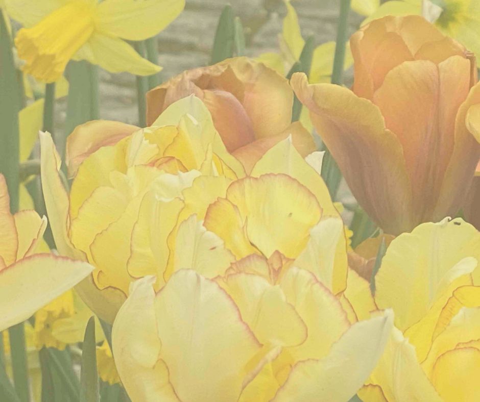 FONDO ABRIL CULTURAL 2026