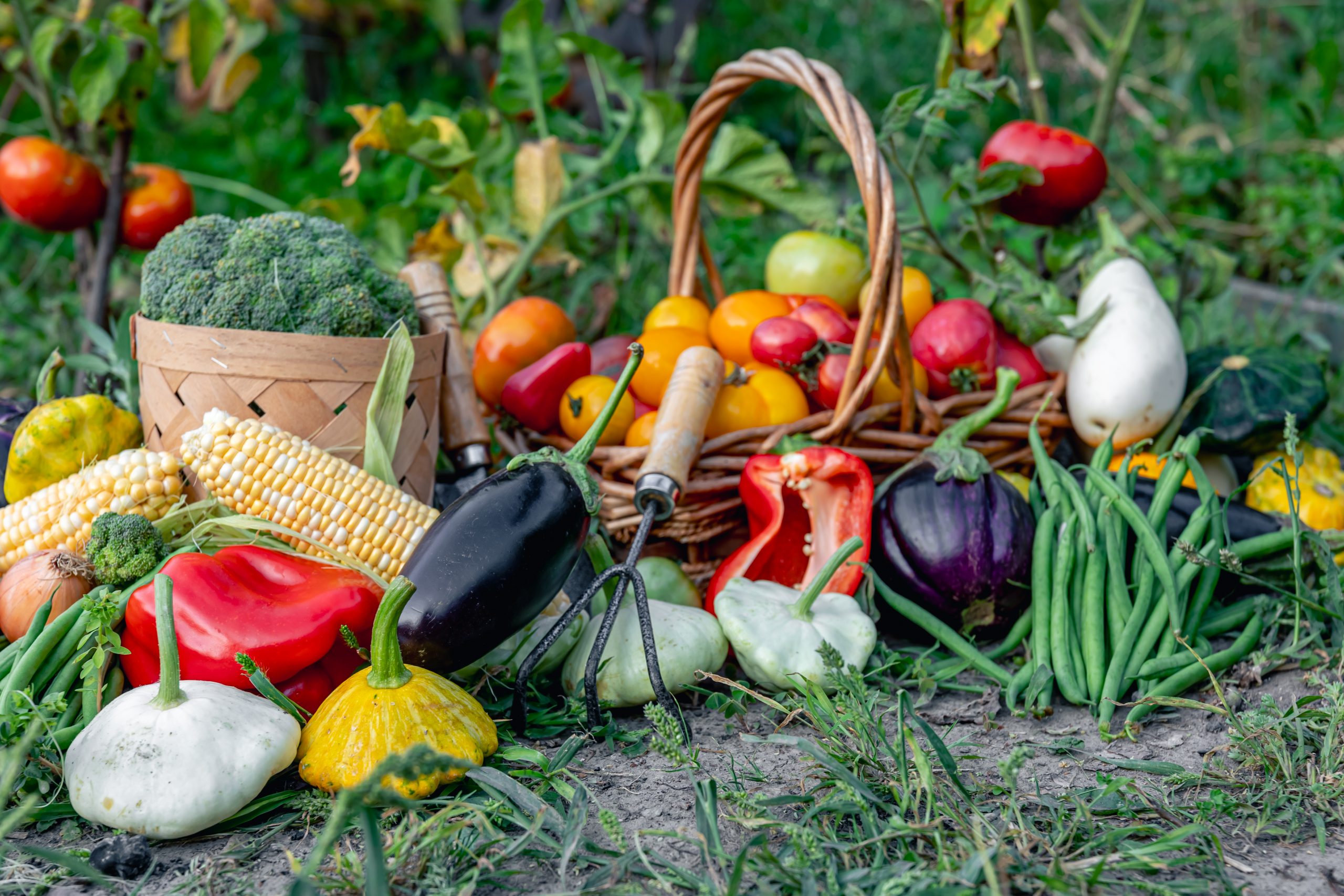 Composition of fresh vegetables in baskets on blurred vegetable garden background, harvest concept.