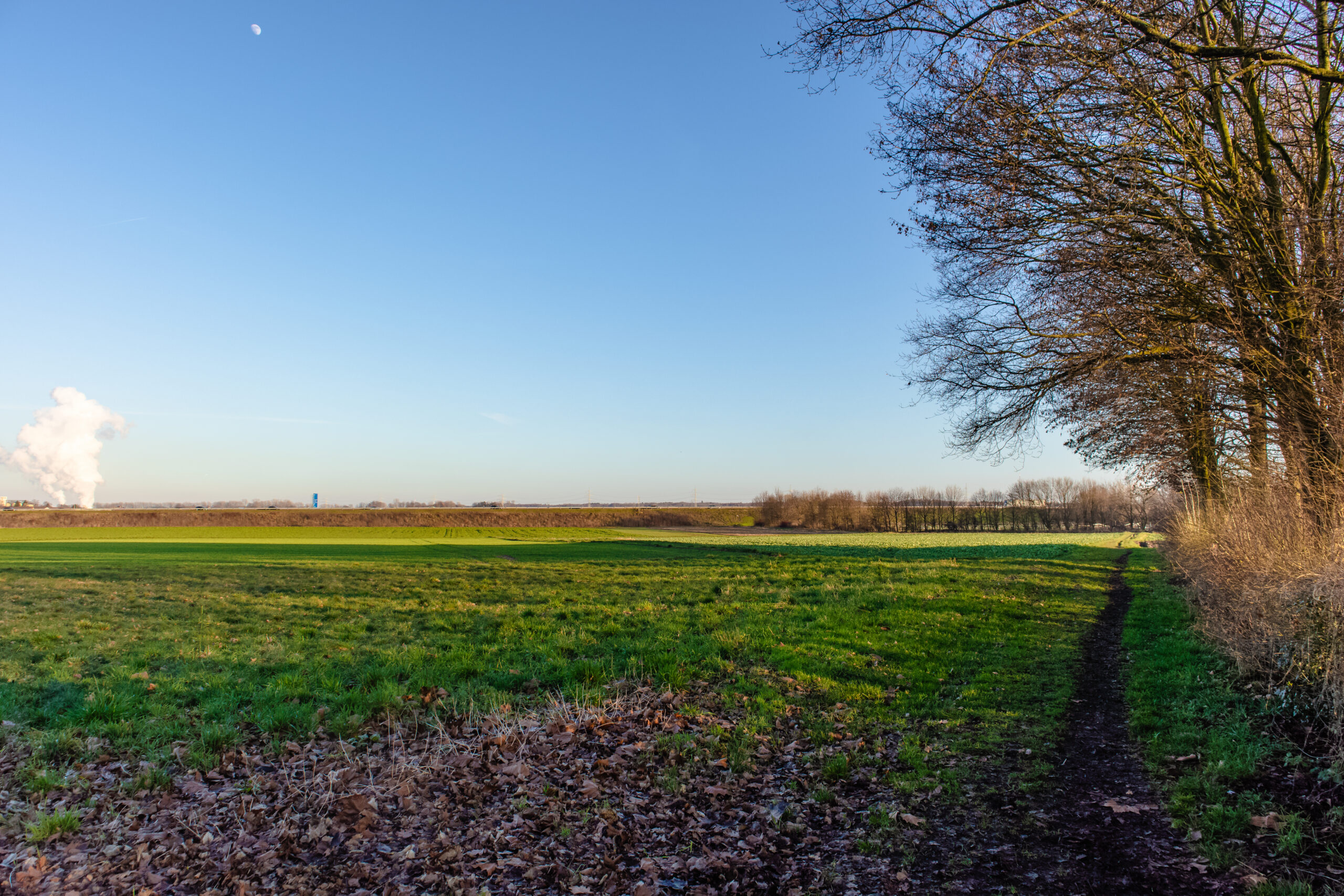 wide-angle-shot-green-field-tree wide-angle-shot-green-field-tree