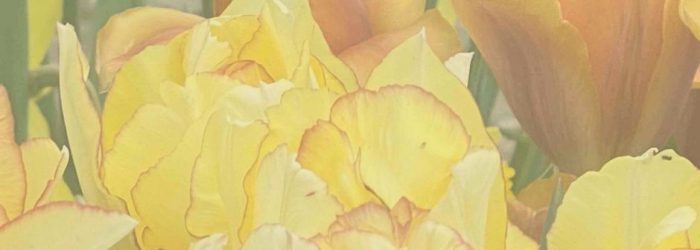 FONDO ABRIL CULTURAL 2026