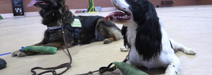 Agentes Caninos 4