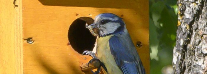 Herrerillo (cyanistes caeruleus) 05052021 31