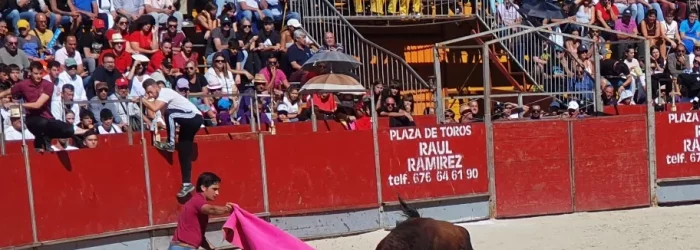 toros reses suelta