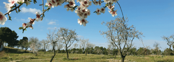 aPARQUE-ALMENDROS