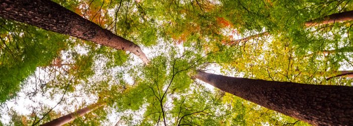 Beautiful landscape of big tree in the forest with low angel view point