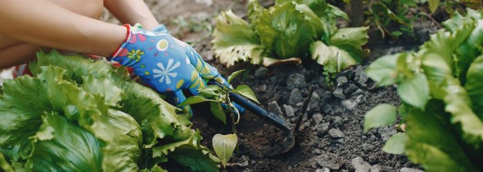 Woman works in a garden. Lady in a blue gloves