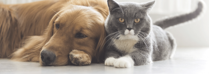 companion