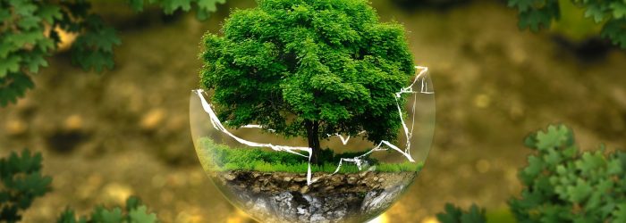 bosque árbol cristal