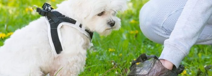 perros-suelen-como-sus-heces-sin-perjudicar-su-salud